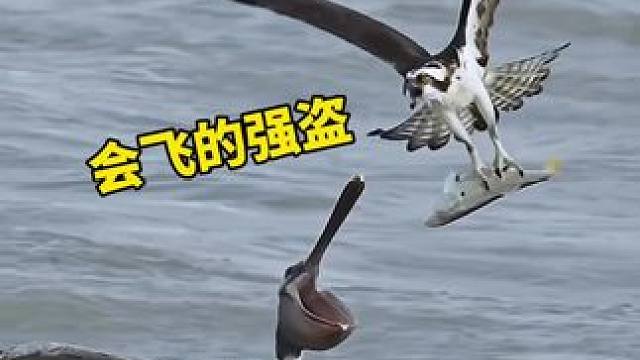 鱼鹰老是被抢劫，在天上飞的强盗这有那么多吗？#鱼鹰 #猛禽 #鸟