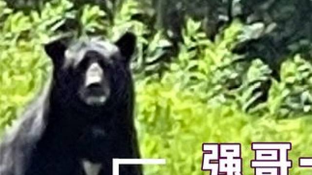 强哥一打二绝对的含金量#熊 #模仿人 #恐怖谷效应 #可怕 #细思极恐 #娱乐评论大赏 