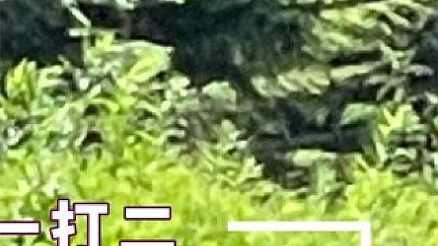 不懂就问 考公题真的这颠吗#考公题目 #运气 #公务员 #莫名其妙 #田嘉瑞 #山东人 #娱乐评论大