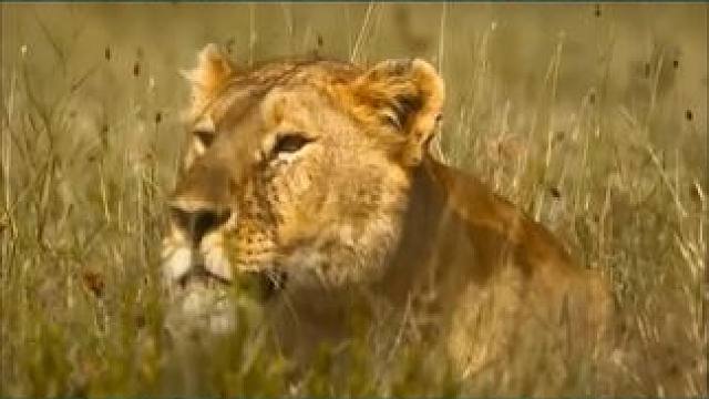 东北话搞笑动物世界，河马与老虎斗智斗勇 #动物世界 #搞笑配音