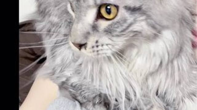 噂嘟假嘟
#心思全写在脸上的猫 #小猫