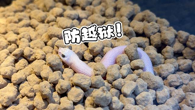 养爬人必学系列！如何防止你家蛇蛇越狱
