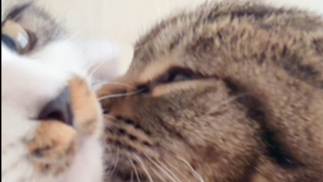 好的跟一只猫一样