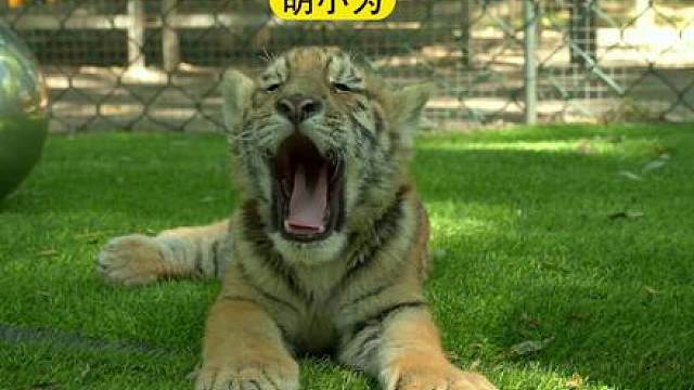 新的一年即将到来！来自东北虎林园的胡小为向永劫无间里的哥哥姐姐们发来祝福！#永劫无间手游 #永劫无间