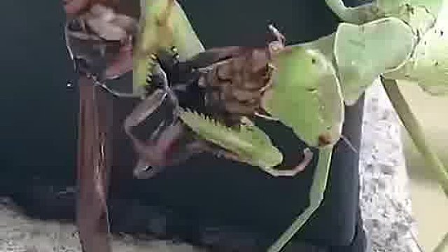 螳螂是怎样捕食的猎物就这样眼睁睁看着自己一点点被吃掉