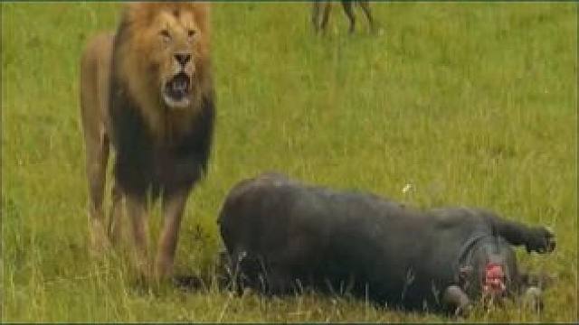 东北话搞笑动物世界，狮群和狼群争夺疣猪蓬蓬 #动物世界 #搞笑配音