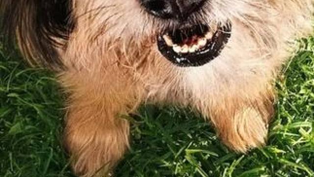 狗狗笨吉为了报答男孩，舍命解救男孩和妹妹 #忠诚狗狗