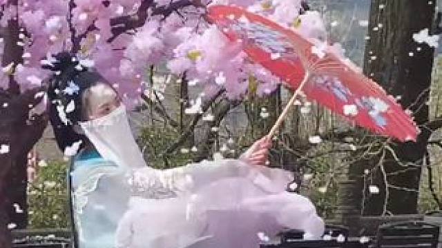 #2023最后一天 #樱花树下雪中蒙顶 樱花、飞雪，来蒙顶山美美辞旧迎新！#张万森下雪了