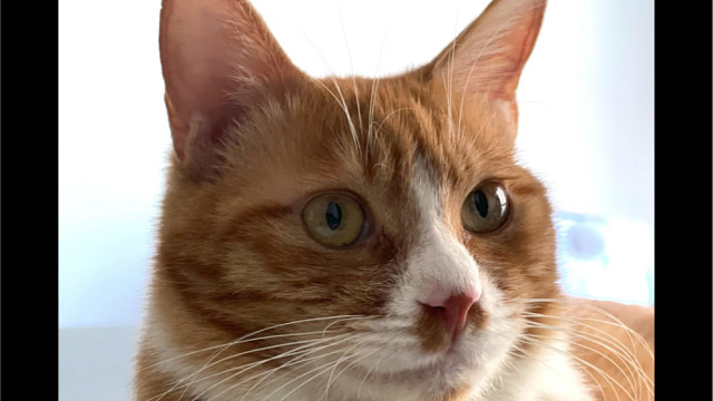 再见欻欻，来生做只健健康康的小猫吧