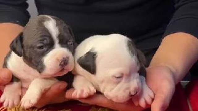 小可爱们满月啦 萌到爆炸#斯塔福 #萌宠 #猛犬 #小奶狗