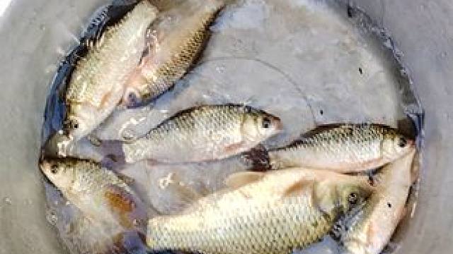 #祝大家年年有鱼  五十块三个小时，钓这么几个鱼，被老板盘了 操！