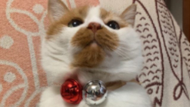 恭喜你，被猫猫吃掉了