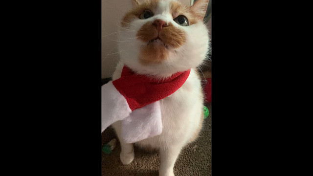 猫猫亲口说的新年快乐！