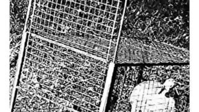 牧羊人和野狼斗智斗勇#有趣的动物 #动物的生存法则 #动物迷惑行为大赏