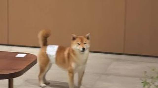 请假请假从北京回福州办狗证~#狗狗