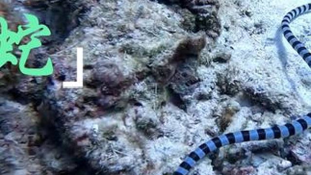 普吉皇帝岛的小海蛇 #泰国 #普吉 #皇帝岛  #自由潜  #Fundive  #水下摄影 #海底世