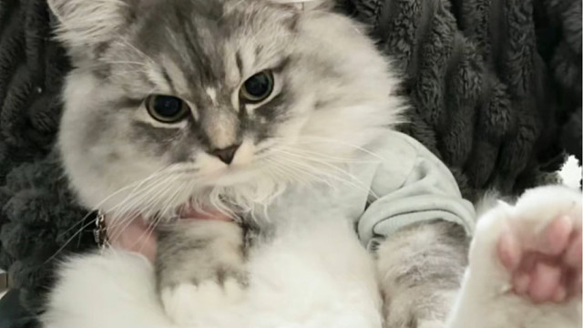 小猫：跳吧，谁能跳过你啊