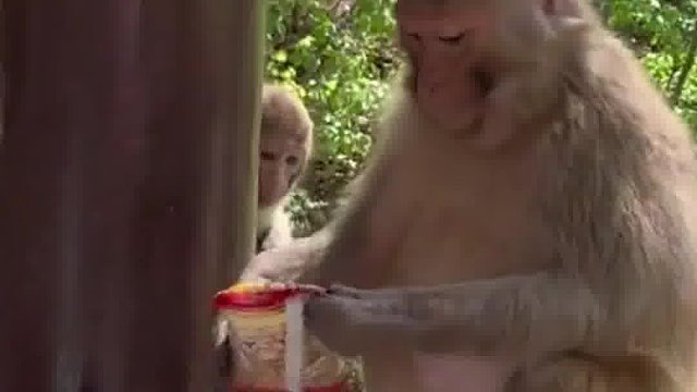 顽皮猴子从游客背包里掏吃的，一点都不怕生，身后还有小猴等着