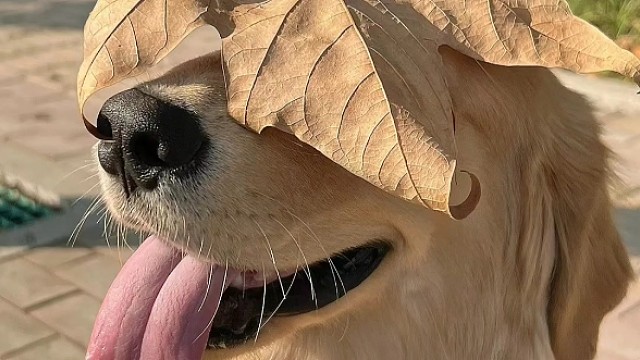 【无畏契约木鸢】视频已打包，欢迎围观！