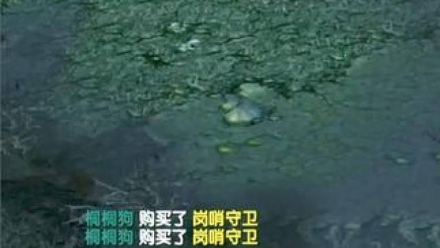 （一）大熊原声大碟，8神装山岭4v5