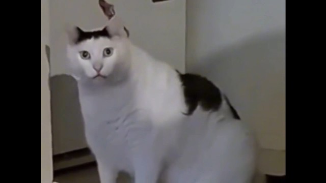 Huh猫 但菜就多练和你干嘛 顺便启动个原神