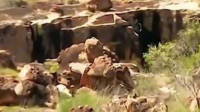 #野外生活纪录片 #德爷荒野求生 #关注我每天分享不同的故事 #野外生存