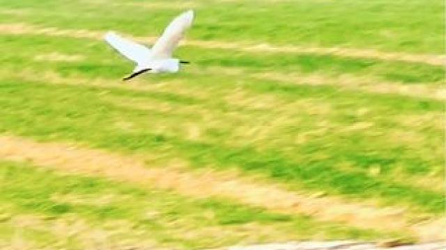 形单影只独自飞——发个库存。#鸟类实拍 #野生鸟类摄影 #人与自然万物和谐共处 #行走山水间