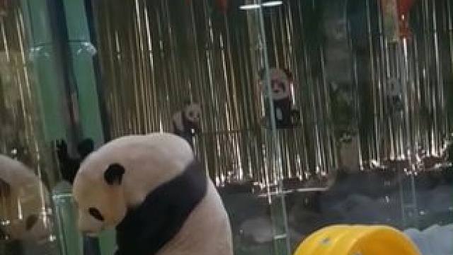 原来大熊猫灵岩也是5G冲浪!  模仿“生气跺脚”的网络热梗，灵岩:生气了我不说，你们猜!  来源@f