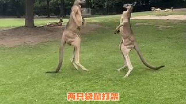 原来袋鼠站立时可以用尾巴来完成三条腿站立？