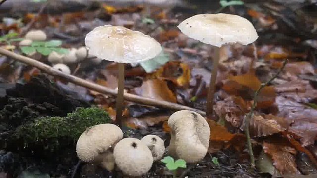 致s率极高的五种食物居然是它们