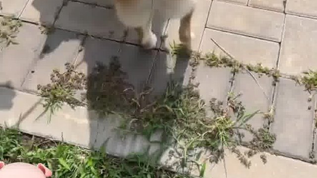 我不是人你是真的狗啊