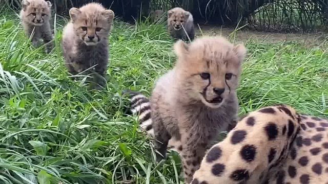 小豹子的法令纹好深啊