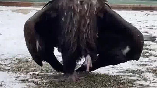 这鹰走路的姿势怎么样