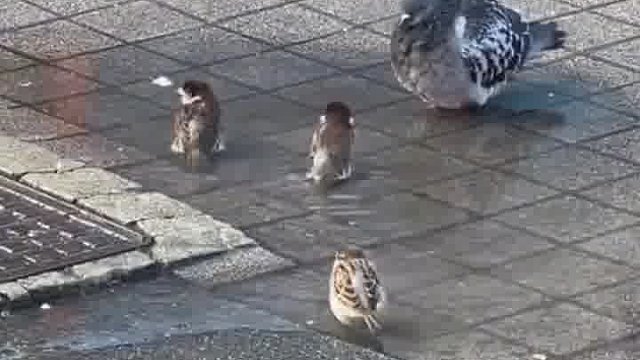 小麻雀洗澡，一会儿来了两只鸽子