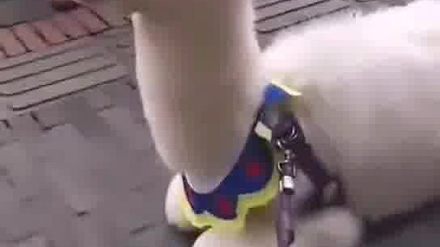 这是只有脾气的羊驼