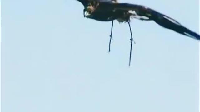 老鹰猎狐狸  难得一见