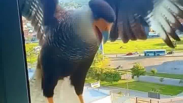 看得出来这鸟很气，骂的很凶