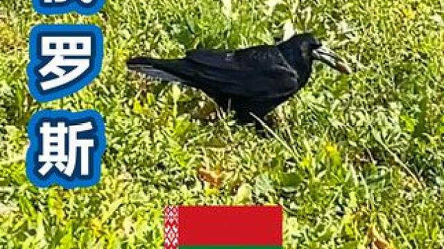 白俄罗斯  原来乌鸦那么聪明 #旅行推荐官