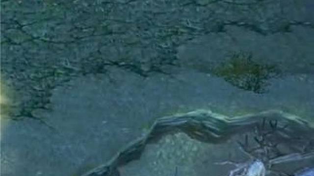 （三）大熊原声大碟，中单亚龙线野双收，经济等级人头遥遥领先