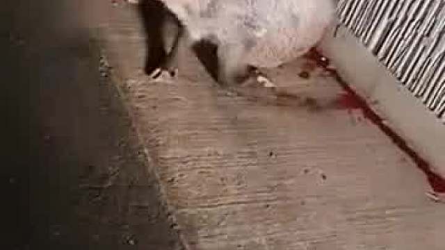 二师兄出车祸了，要不要打救助电话？