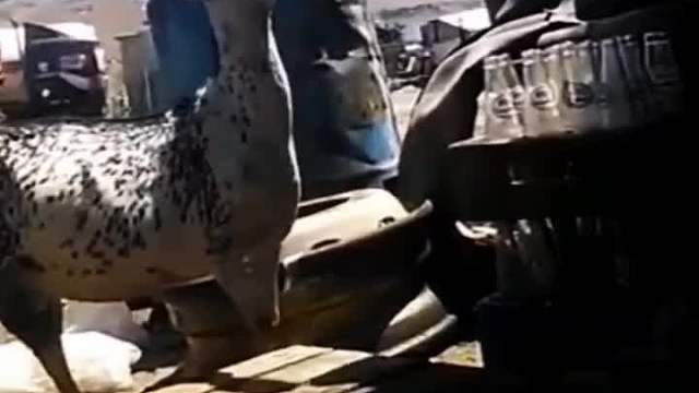 高智商的动物，你见过吗？