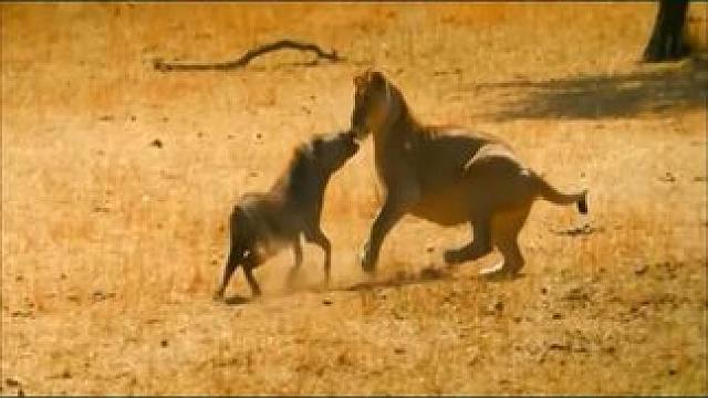 东北话动物世界，疣猪蓬蓬逼退狮子，成为草原霸主 #动物世界 #搞笑配音