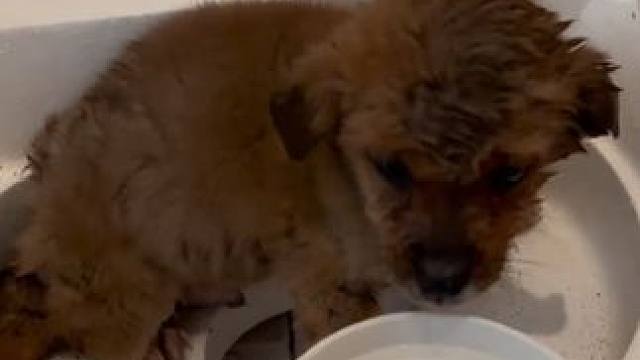 狗狗一定会记得给它洗澡洗半边的救命恩人...#流浪狗#感动#治愈