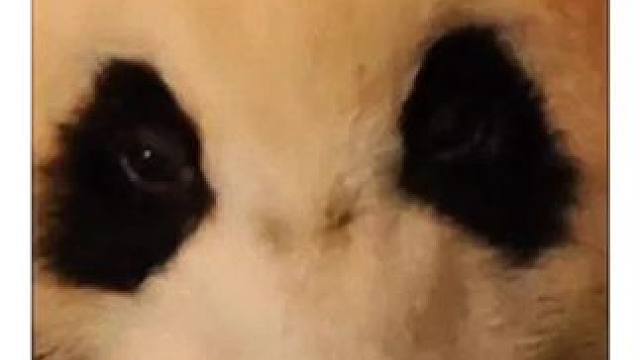 熊猫妈妈生孩子#看动物世界品百味人生