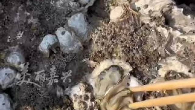 拿着喷枪和芥末，#海滩拾趣 #大海的馈赠 吃着“#海鲜自助 ”