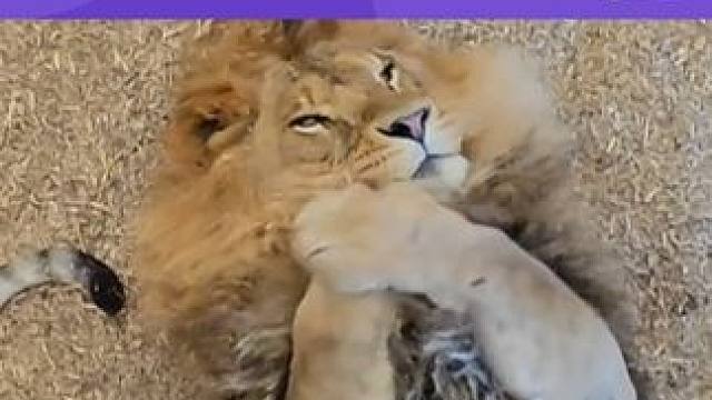 谁家的小#猫咪 认领一下#可爱 #艾特你想艾特的人