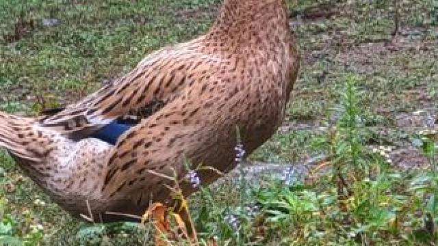 十年打工一场空，年年打工年年穷#鸭子