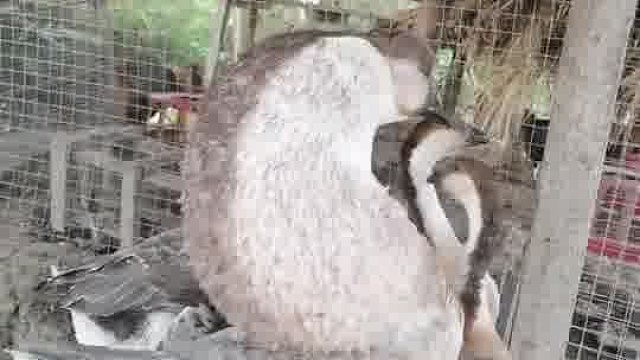 同样是鹅 为什么它的脖子那么大