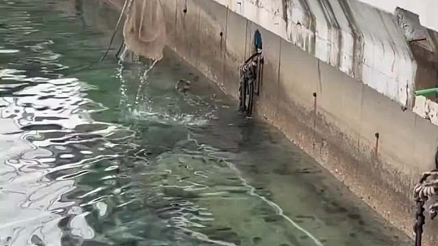 猫我也很绝望啊