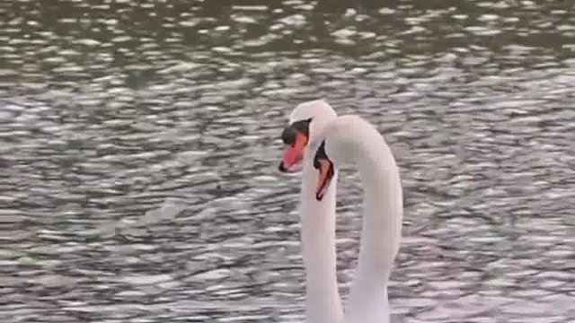 两只天鹅的双人舞，太美了…